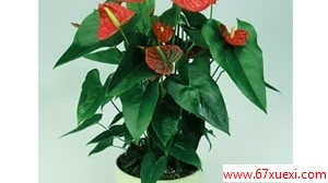  www.67xuexi.com