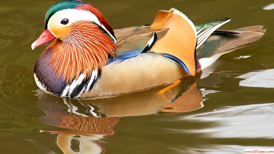 “ԧ”ڹŴֵָܣ www.67xuexi.com