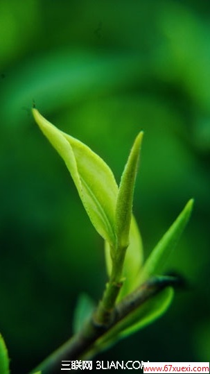 如何鉴别茶叶的好坏？ www.67xuexi.com
