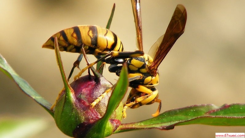 ڻⱻμȣwww.67xuexi.com