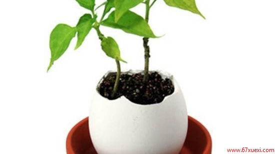 花盆里生虫子怎么办 www.67xuexi.com