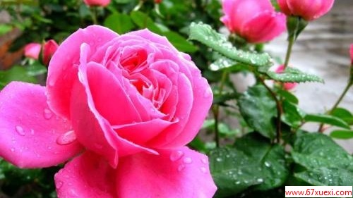¼ĹЧ www.67xuexi.com