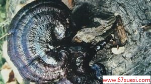 ֥ĹЧ www.67xuexi.com