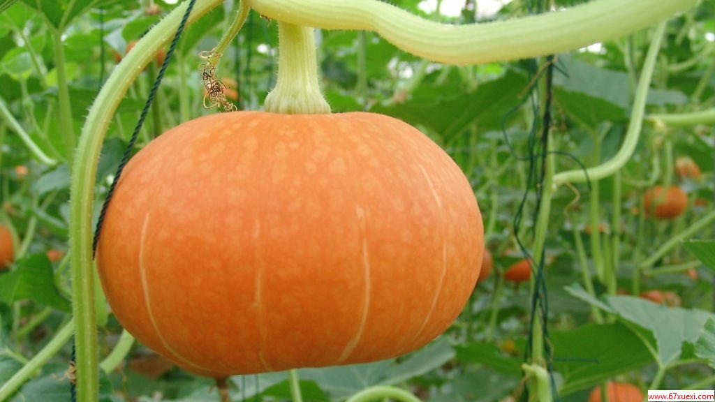 6ʳʳﲹѪЧȰ www.67xuexi.com