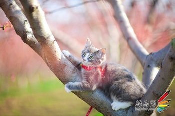 摄影器材搭配方案 如何挑选第一支镜头